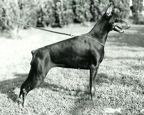 Kate-Kelly du Clos des Grognards | Black Doberman Pinscher