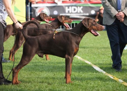 Vivat de Vinko Armageddon | Brown Doberman Pinscher