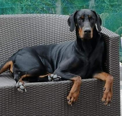 Paco delle Due Donne | Black Doberman Pinscher