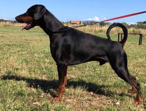 Aaron J'Arun (LO17151953) | Black Doberman Pinscher