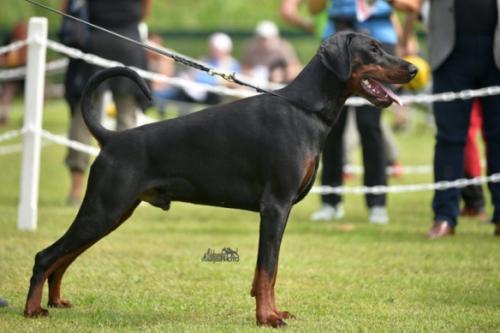 Arce Deos Axel | Black Doberman Pinscher