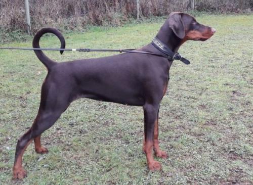 Yacheero's Amber Amidala | Brown Doberman Pinscher