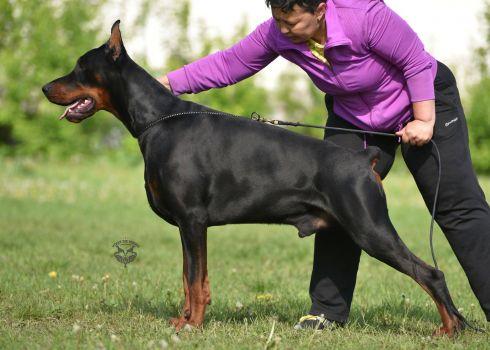 Norte del Luces de Grande Vinko | Black Doberman Pinscher