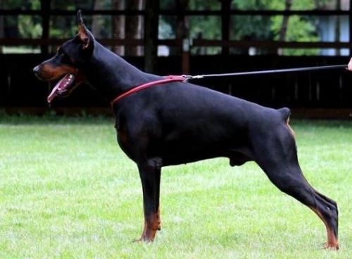 Ghost Gamon v. Ashanti Legend | Black Doberman Pinscher