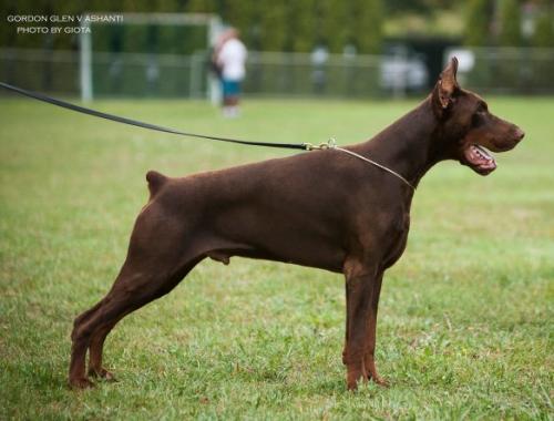 Gordon Glen v. Ashanti Legend | Brown Doberman Pinscher