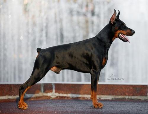 Pax Deorum Emidius | Black Doberman Pinscher