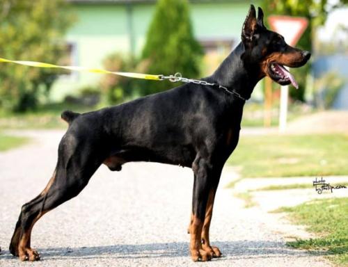 Zoran del Naissus | Black Doberman Pinscher