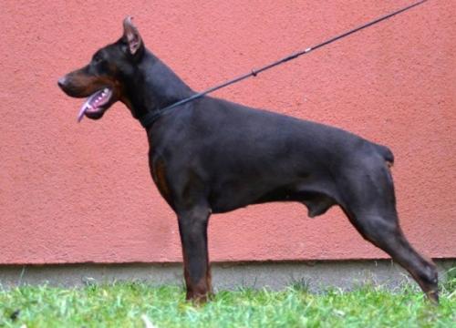 Zethus v. Schwarze Kraft | Brown Doberman Pinscher