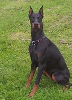 Pride & Passion Abby | Black Doberman Pinscher