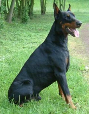 Storm v. Gebrannten Walde | Black Doberman Pinscher