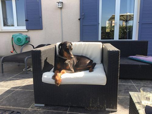 Melissa v. Gebrannten Walde | Black Doberman Pinscher