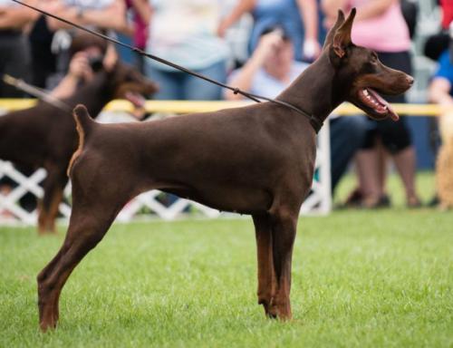 Pride of Russia Noah | Brown Doberman Pinscher