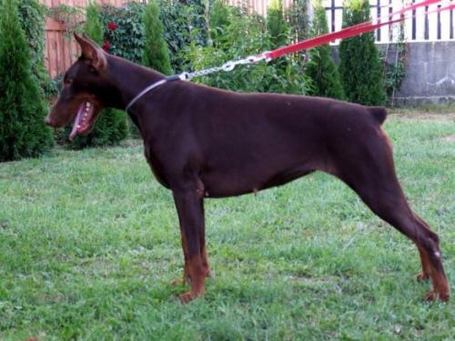 Prins Princessa z Rancza Sutam | Brown Doberman Pinscher