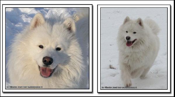 De Villaodon Yamal Bear | Samoyed 