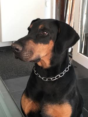 Ischa v.d. Donauhoeve | Black Doberman Pinscher