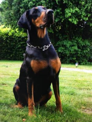 Isha v.d. Donauhoeve | Black Doberman Pinscher