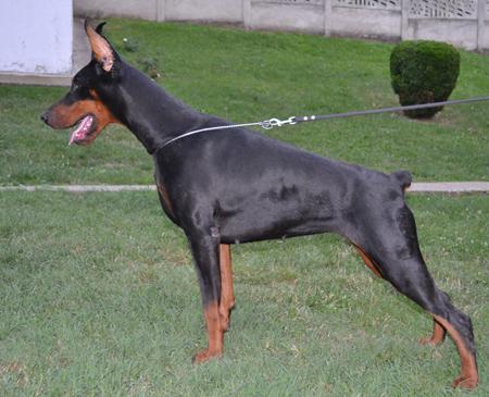 Anabell Tea Royal Forest Rogot | Black Doberman Pinscher