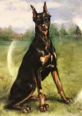 Ullay (LOSH 785366) | Black Doberman Pinscher