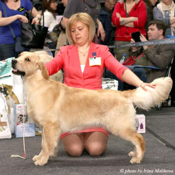 Hart Trophy De La Cite Des Etangs | Golden Retriever 