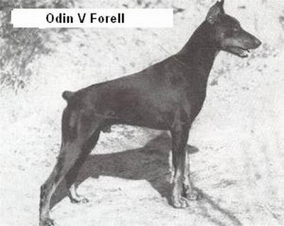 Odin v. Forell | Black Doberman Pinscher