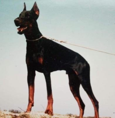 Jarich die Traube | Black Doberman Pinscher