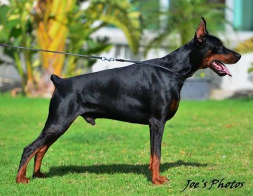 Boris of St. Hilarion Templars | Black Doberman Pinscher