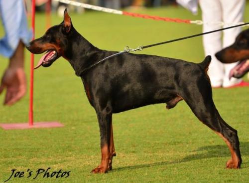 Bentley of St. Hilarion Templars | Black Doberman Pinscher