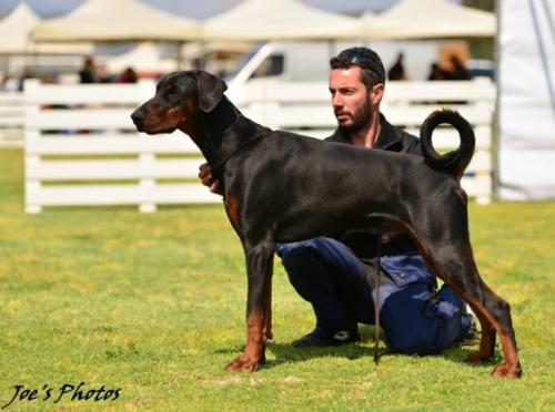 Byron of St. Hilarion Templars | Black Doberman Pinscher