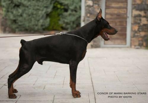 Conor of Marki Barking Stars | Black Doberman Pinscher