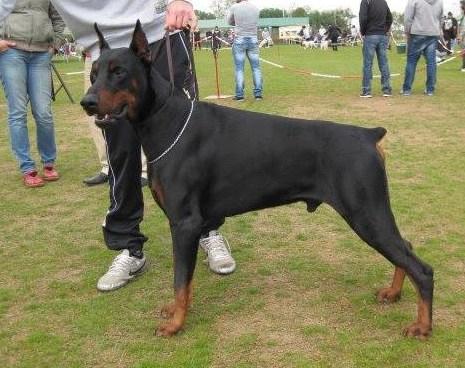 Diogo of Marki Barking Stars | Black Doberman Pinscher