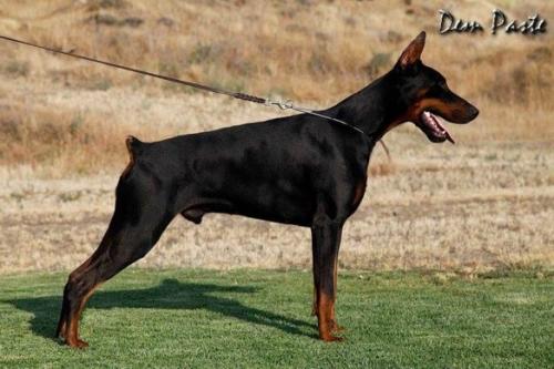 Zeus of Marki Barking Stars | Black Doberman Pinscher