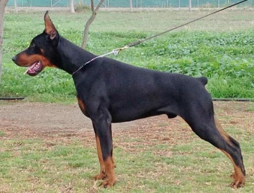 Goliath of Marki Barking Stars | Black Doberman Pinscher