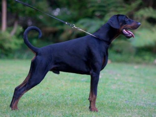 Trustdore Lord Viera | Black Doberman Pinscher