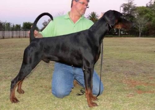 Trustdore Lord Quinn | Black Doberman Pinscher