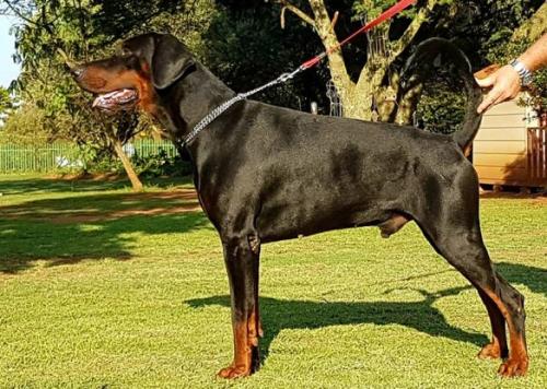 Trustdore Lord X-Man | Black Doberman Pinscher