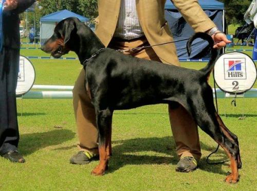 Trustdore Lord Zhivago | Black Doberman Pinscher