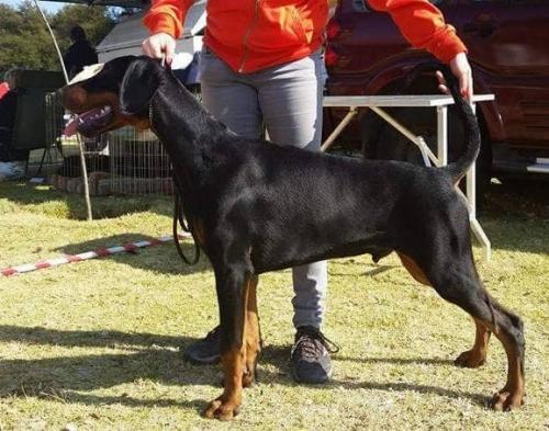 Trustdore Lord Vitalle | Black Doberman Pinscher