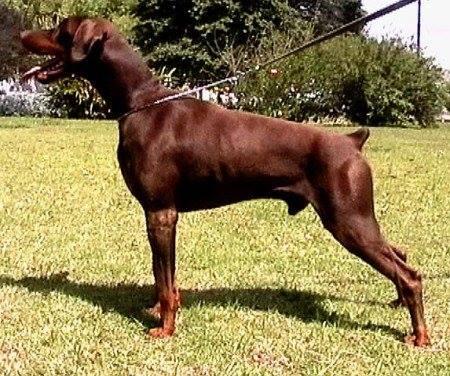 Donnehaus Ble Route | Brown Doberman Pinscher