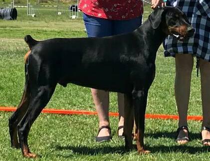 Chaldonne Ringo Star | Black Doberman Pinscher