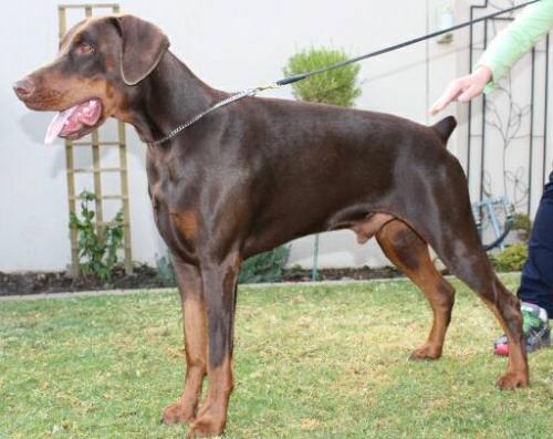 Chaldonne Rock Star | Brown Doberman Pinscher