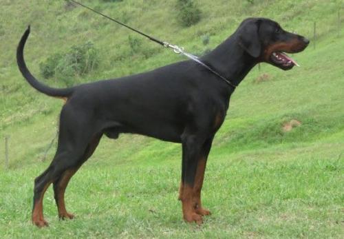 Haverhill Maksim Valiano | Black Doberman Pinscher