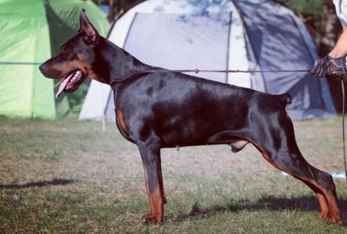 Arxangel v. Schwarze Kraft | Black Doberman Pinscher