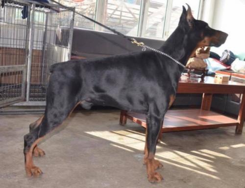 Zero v. Schwarze Kraft | Black Doberman Pinscher