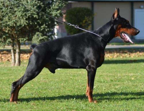 Domenic Adolf v. Zhaveli | Black Doberman Pinscher