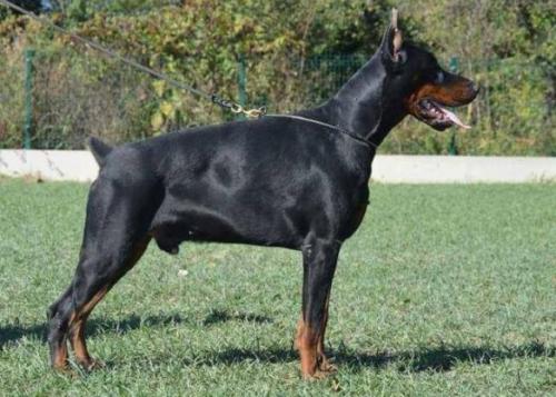 Golden Gladiator v. Zhaveli | Black Doberman Pinscher