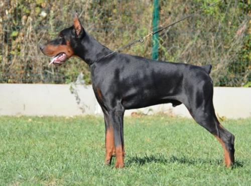 Terzo v. Zhaveli | Black Doberman Pinscher