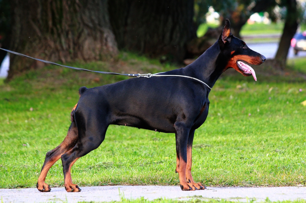 Nevskiy Tserber Mary Jane Watson | Black Doberman Pinscher