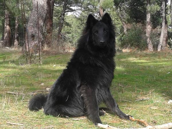 nico Belliamici | Belgian Groenendael 