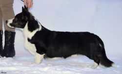 FAVORIT SIBIRI Long-Awaited Joy | Cardigan Welsh Corgi 