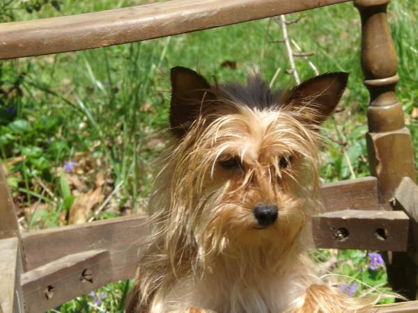 Countess Godiva Rocher Coleman | Yorkshire Terrier 